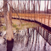 Wetlands Boardwalks, furnished with piling and decking